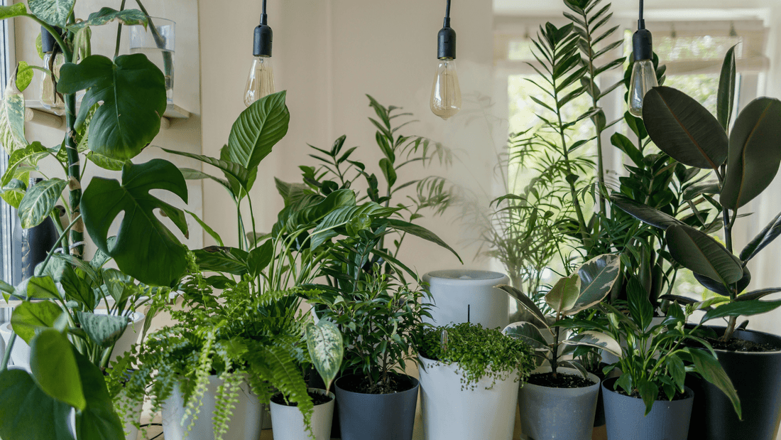 Comment Décorer Sa Maison Avec Des Plantes ? - Mon Tapis Design