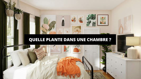 Quelle Plante Dans Une Chambre ? - Mon Tapis Design